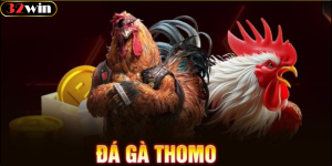 Đá Gà Thomo Là Gì?