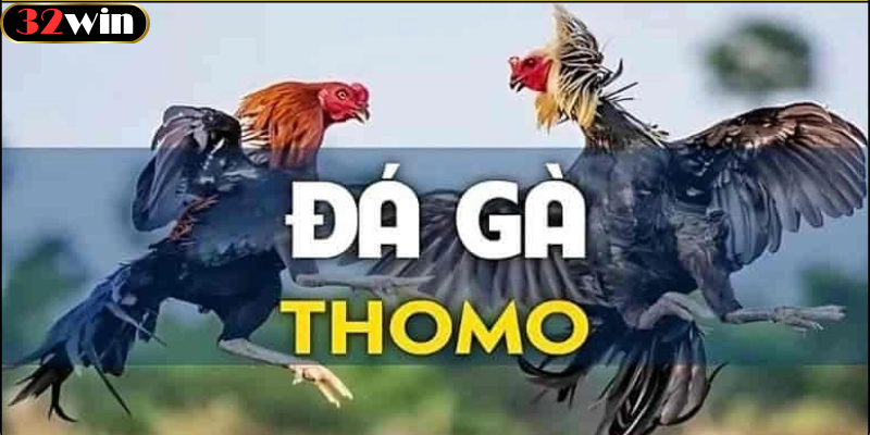Các Loại Gà Đá Thomo Phổ Biến
