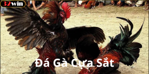 Nguồn gốc và lịch sử của đá gà cựa sắt