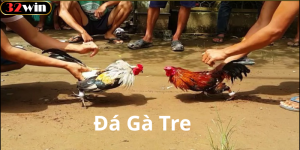 Nguồn gốc và ý nghĩa văn hóa của đá gà tre