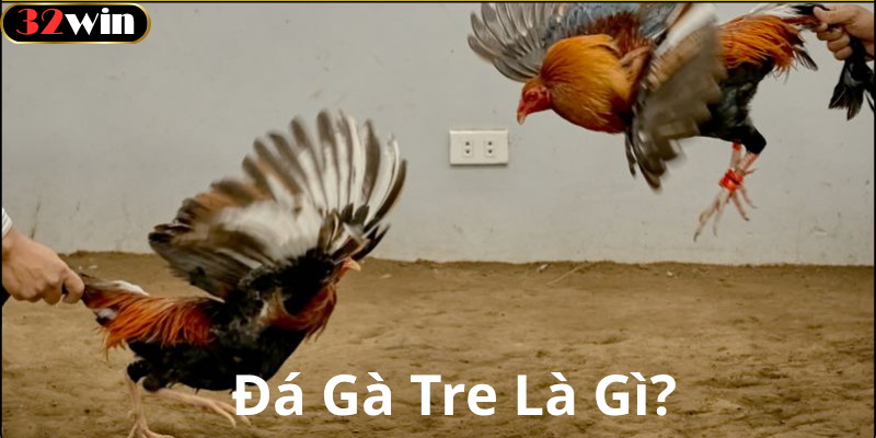 Một số lưu ý khi chơi đá gà tre
